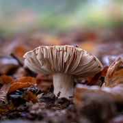 16th Nov 2021 - A Funghi to be with