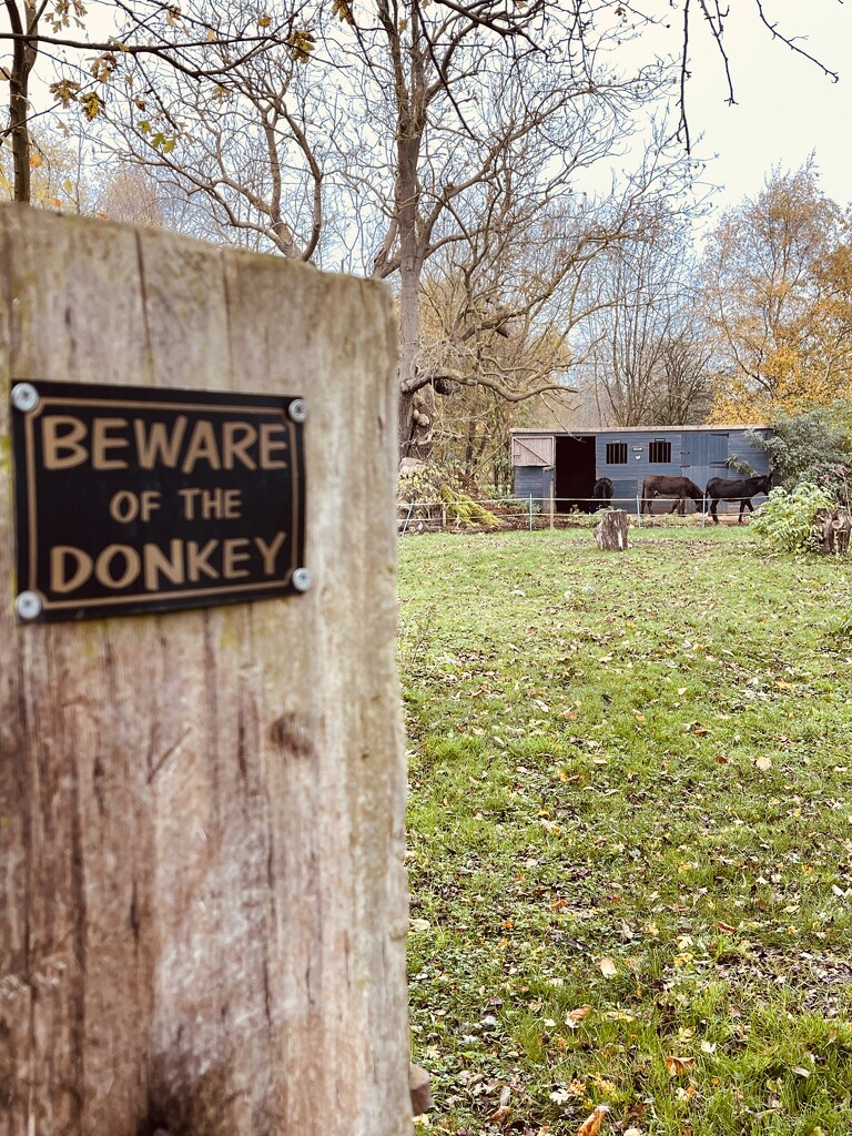 Dangerous Donkey by tinley23
