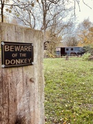 10th Nov 2021 - Dangerous Donkey
