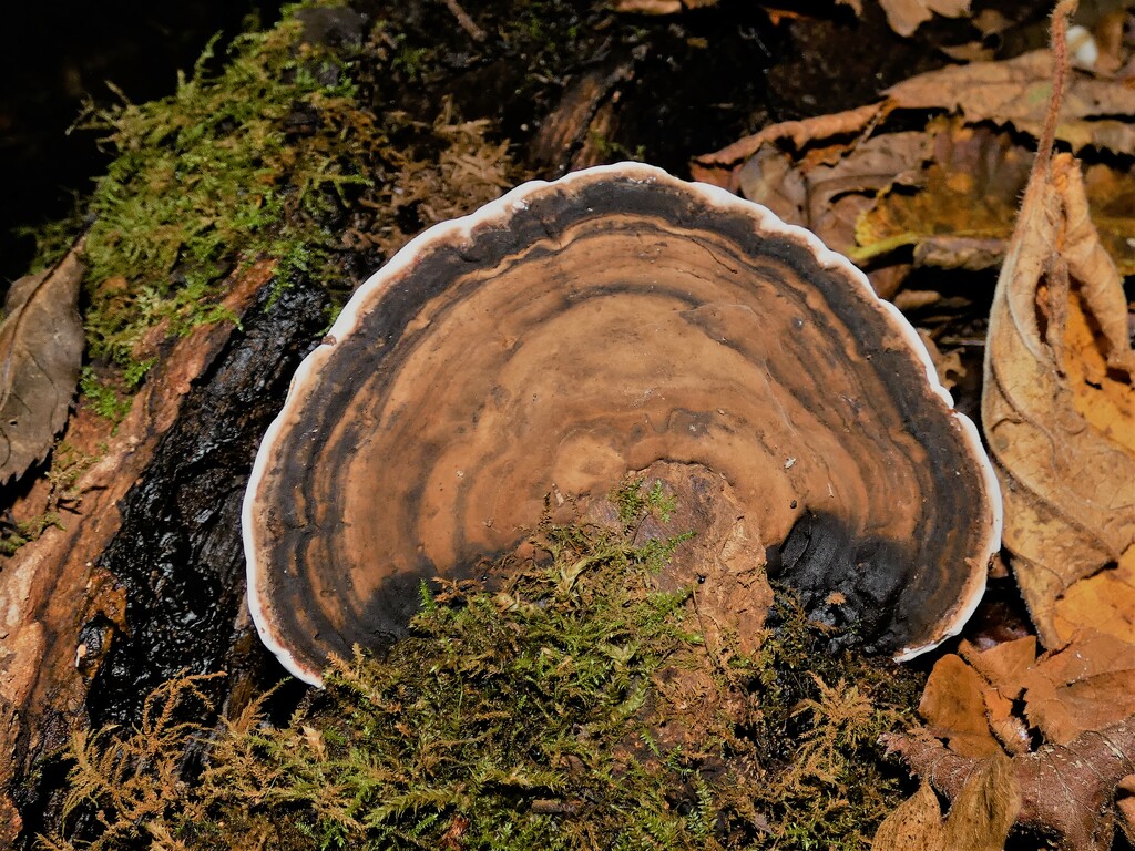 Shelf fungus by julienne1
