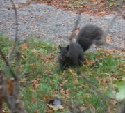 16th Nov 2021 - Squirrels Are Active