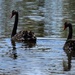   Sadly The Last Cygnet Has Been Taken ~  by happysnaps