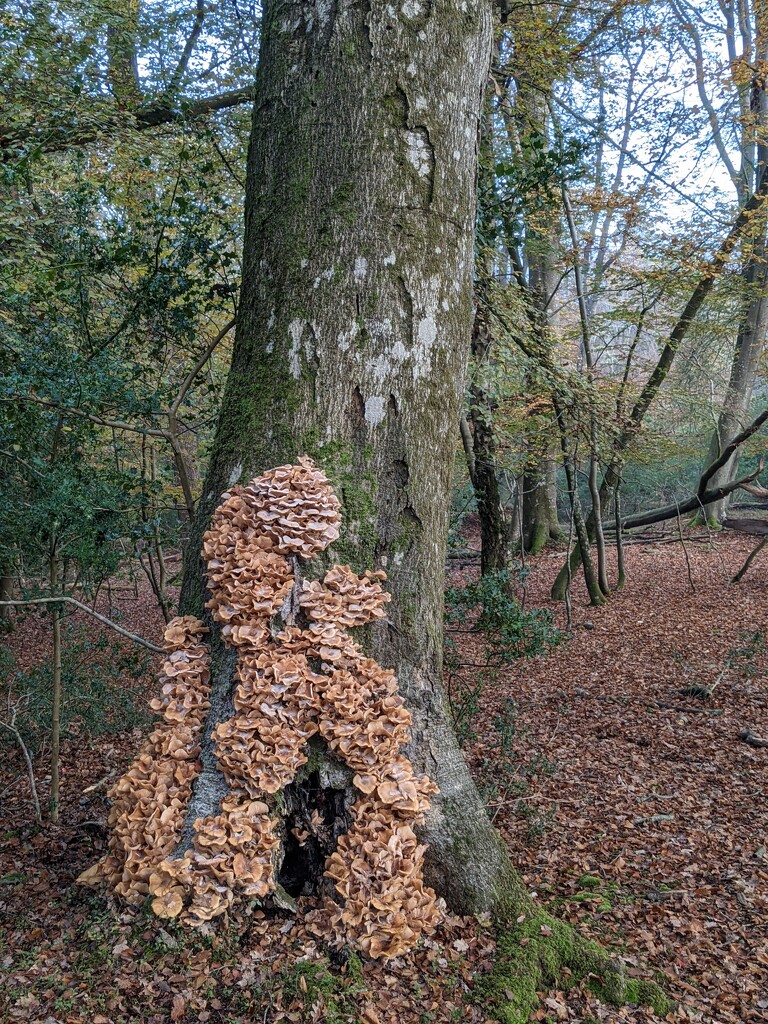 Autumn fungi by yorkshirelady
