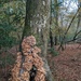 Autumn fungi by yorkshirelady