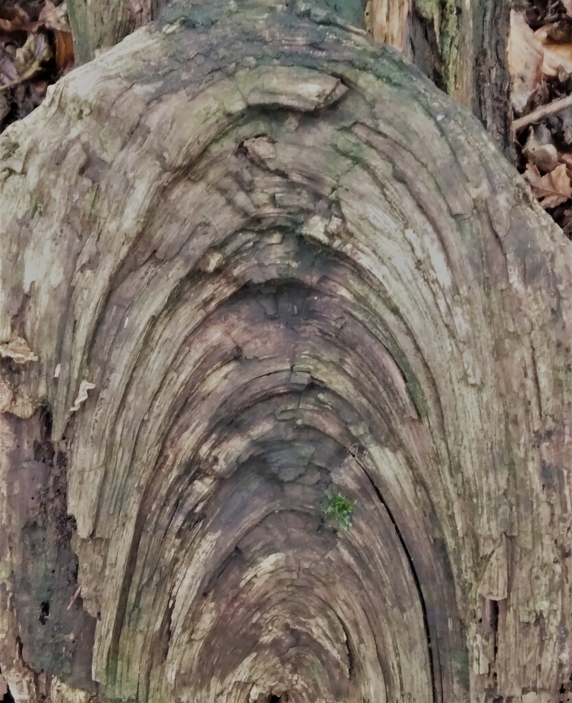 Wooden Arches by redandwhite