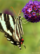 31st Jul 2021 - Zebra Swallowtail