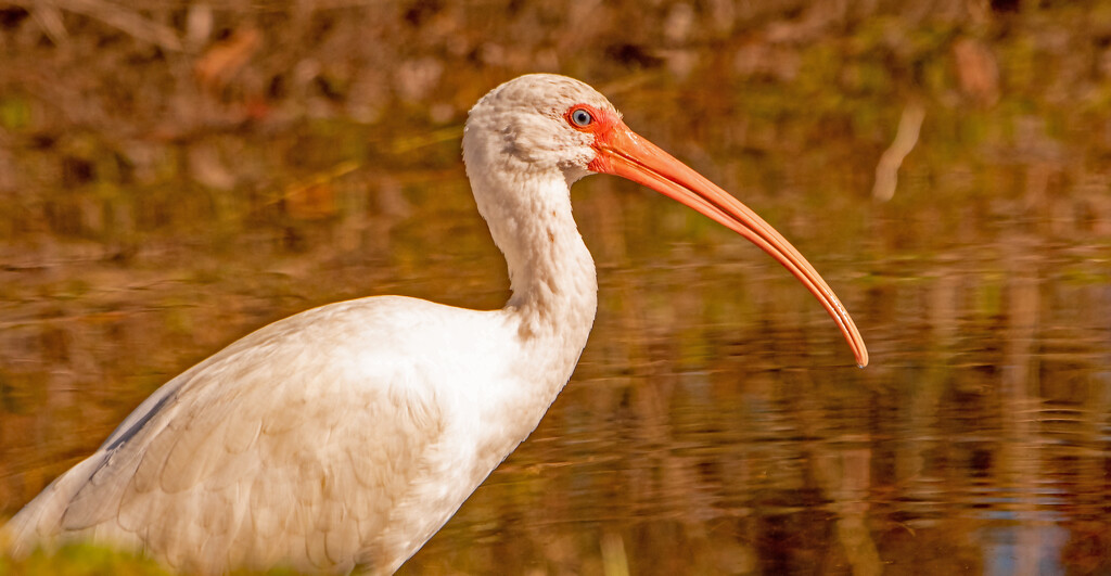 Ibis Poking the Waters! by rickster549