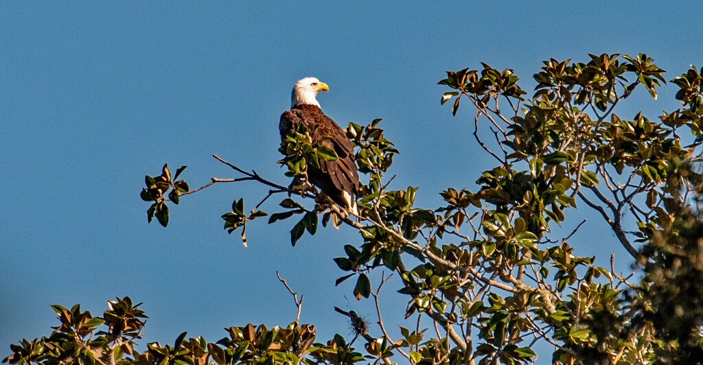 Bald Eagle Waiting to Fly! by rickster549
