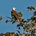 Bald Eagle Waiting to Fly! by rickster549