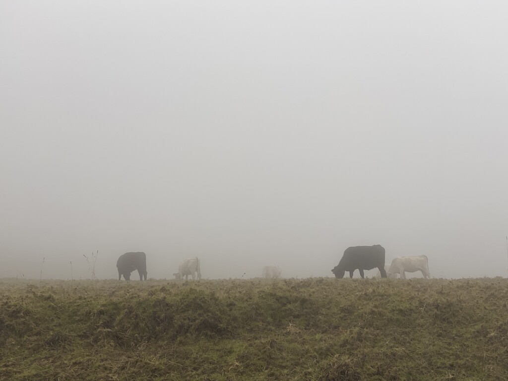 Cows in Mist by clay88