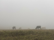 9th Nov 2021 - Cows in Mist