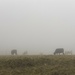Cows in Mist by clay88