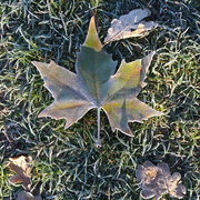 17th Nov 2021 - Just another leaf