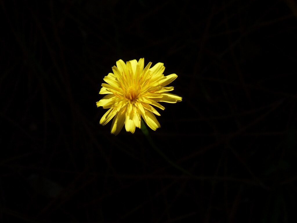 A flower or a yellow flower ? by antonios