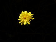 17th Nov 2021 - A flower or a yellow flower ?