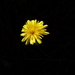 A flower or a yellow flower ? by antonios
