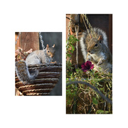 17th Nov 2021 - I’ve grown Squirrels 