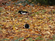 17th Nov 2021 - Messing about in the Leaves