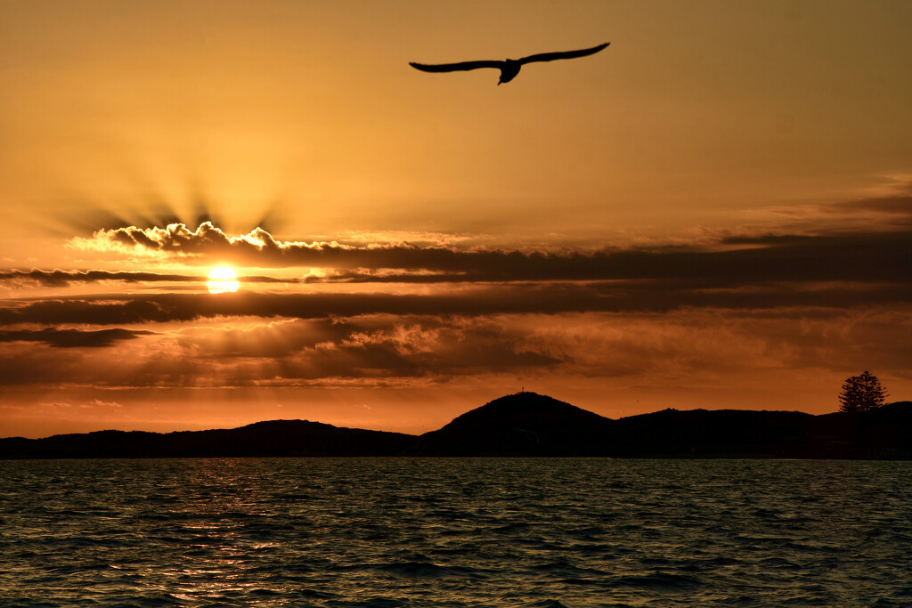Flying Into The Sunset DSC_9641 by merrelyn