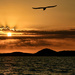Flying Into The Sunset DSC_9641 by merrelyn
