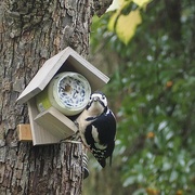 16th Nov 2021 - Juvenile woodpecker
