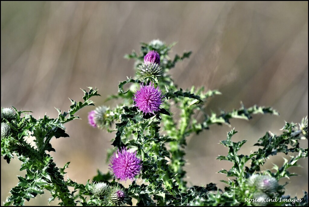 Still some thistles about by rosiekind