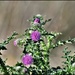 Still some thistles about by rosiekind