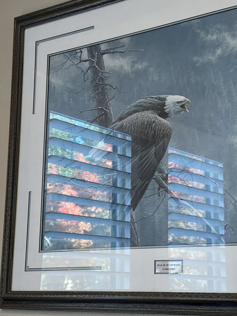 Eagle by thedarkroom