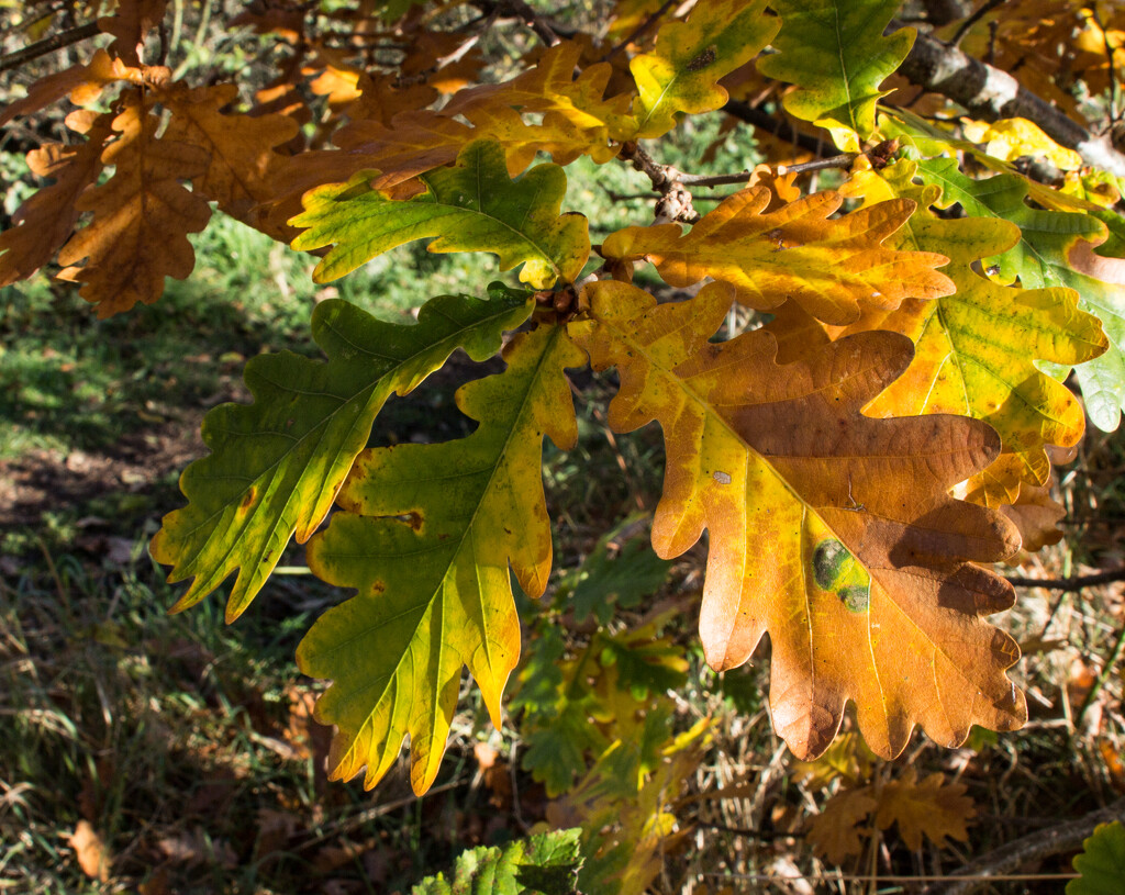 Oak leaves turning by busylady