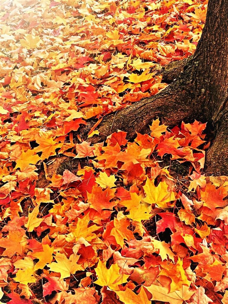 Leaf Fall by peggysirk