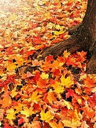 17th Nov 2021 - Leaf Fall