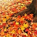 Leaf Fall by peggysirk