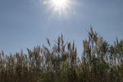 17th Nov 2021 - Sunburst and Tall Grasses