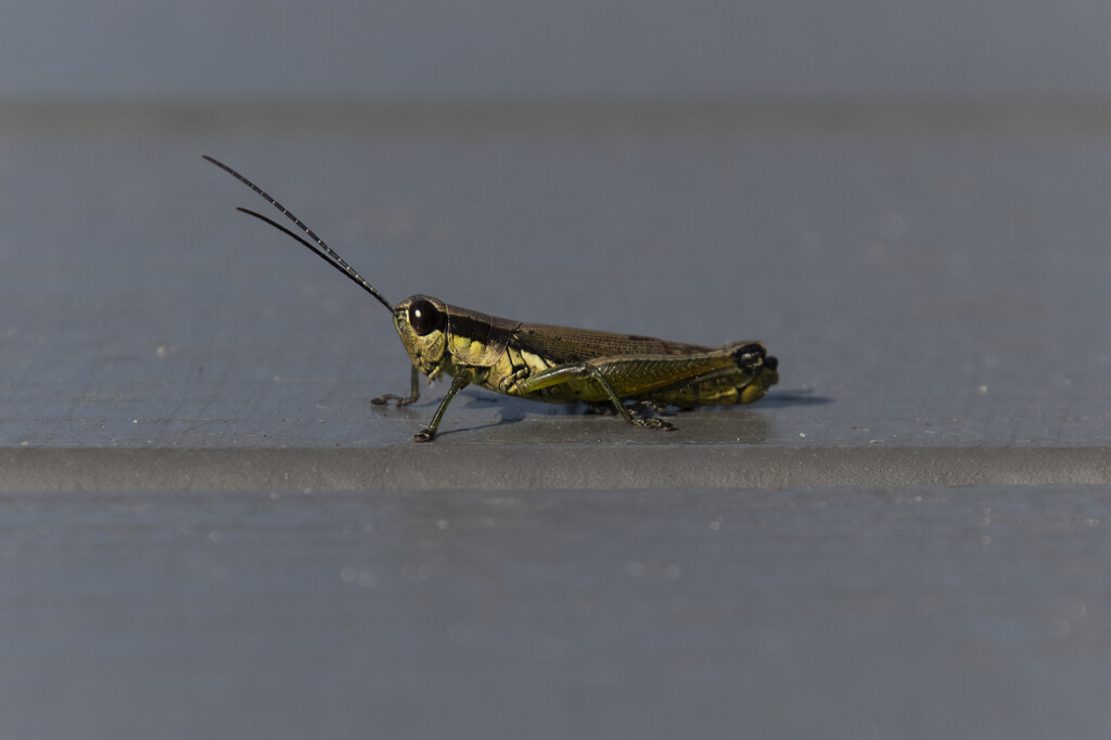 Jiminy Grasshopper's Sunbath by timerskine