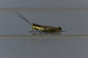 17th Nov 2021 - Jiminy Grasshopper's Sunbath