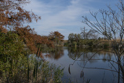 17th Nov 2021 - Raptor Trail Pond