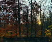 17th Nov 2021 - Sunrise through the Trees