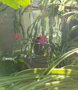 17th Nov 2021 - Afternoon sun in the sunroom
