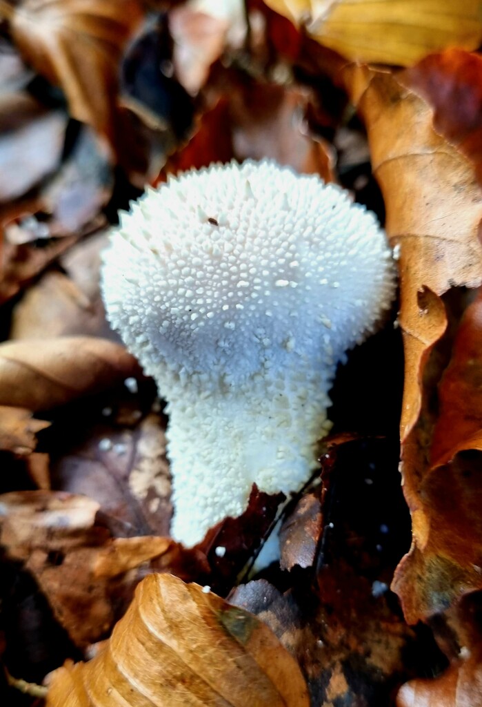 Common Puffball by julienne1