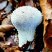 Common Puffball by julienne1