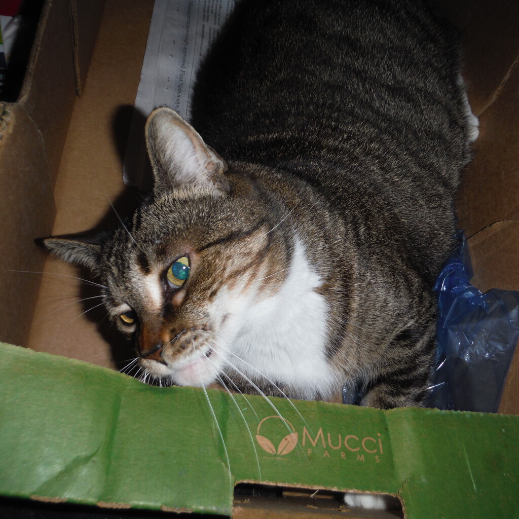 Kitty in a Box by spanishliz