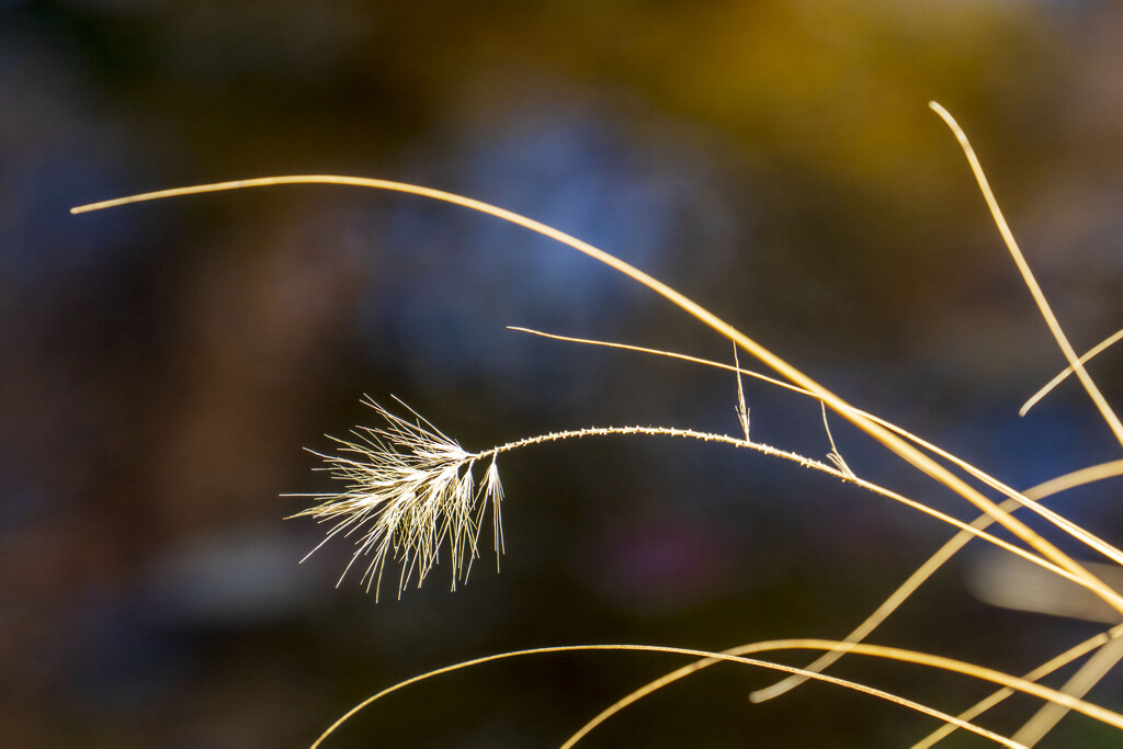 Tan Grass by kvphoto