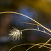 Tan Grass by kvphoto