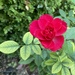 This Really IS the Last Rose of Summer (I Think) by allie912