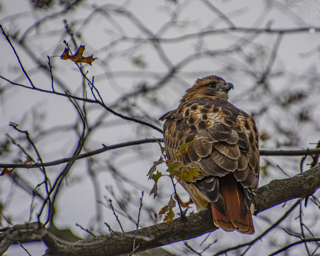 Red Tailed Hawk by cwbill
