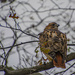 Red Tailed Hawk by cwbill
