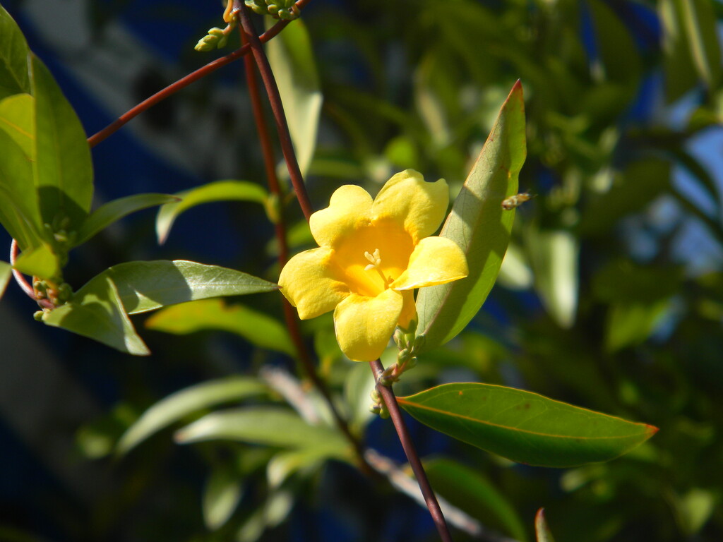 Yellow Flower by sfeldphotos