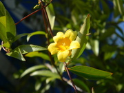 17th Nov 2021 - Yellow Flower