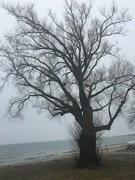 19th Mar 2020 - Tree by the water