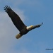 LHG_4567_Eagle approach in flight by rontu